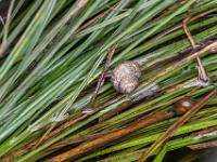 Wasserschnecken am Bärnseebach